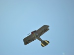 Albatros_6.JPG